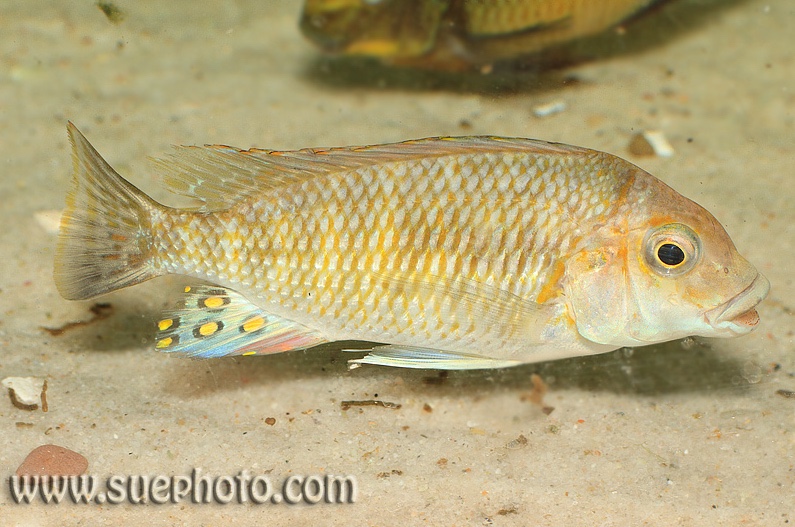 Interochromis loocki 'Chimba'